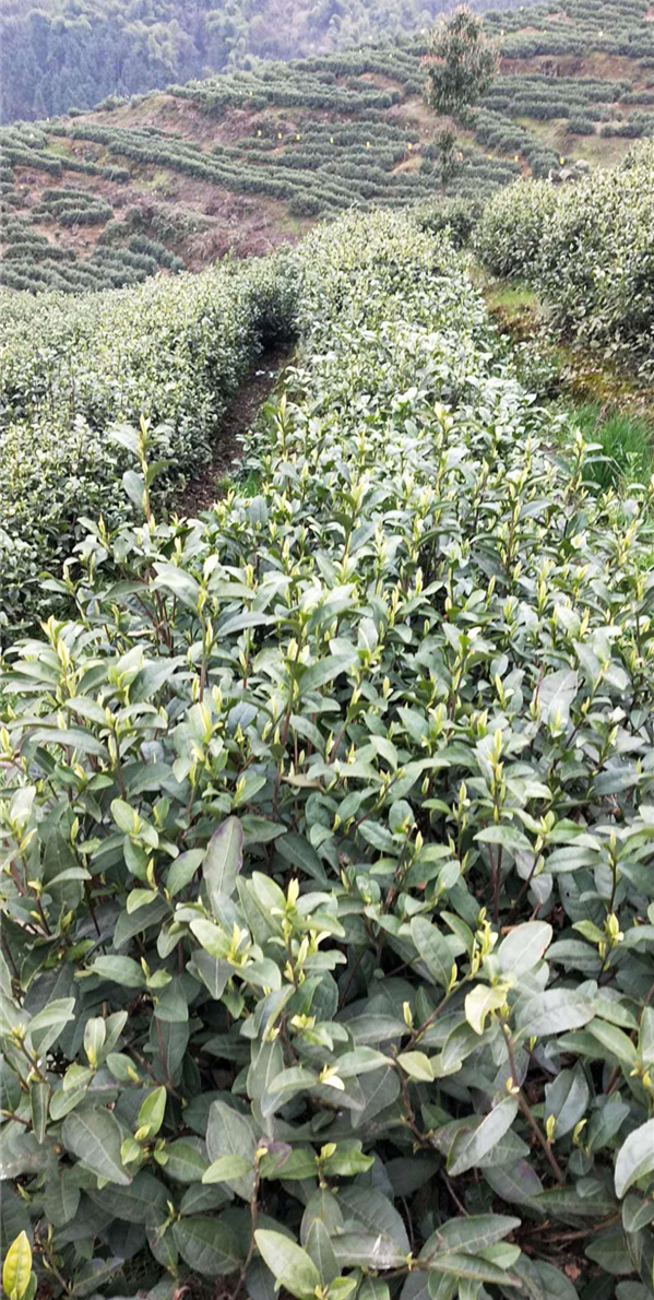 白茶基地2