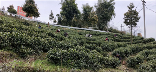白茶基地3